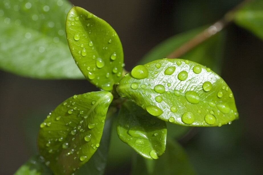 respiracion de las plantas