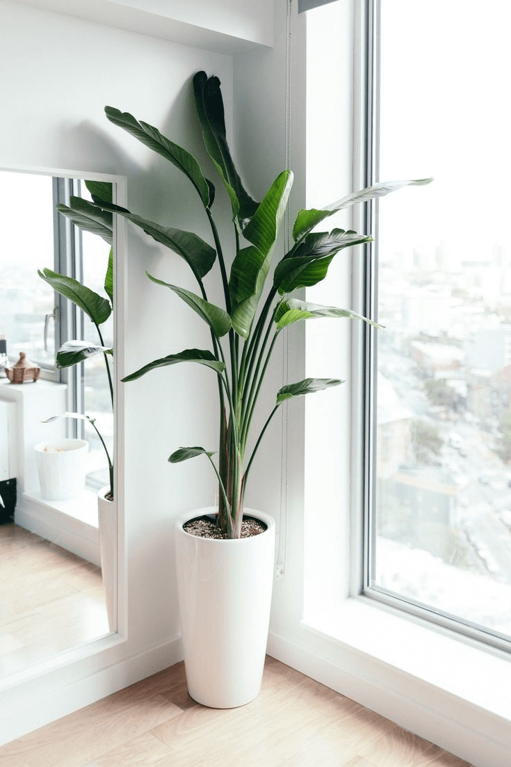 Plantas decorativas plantas decorativas