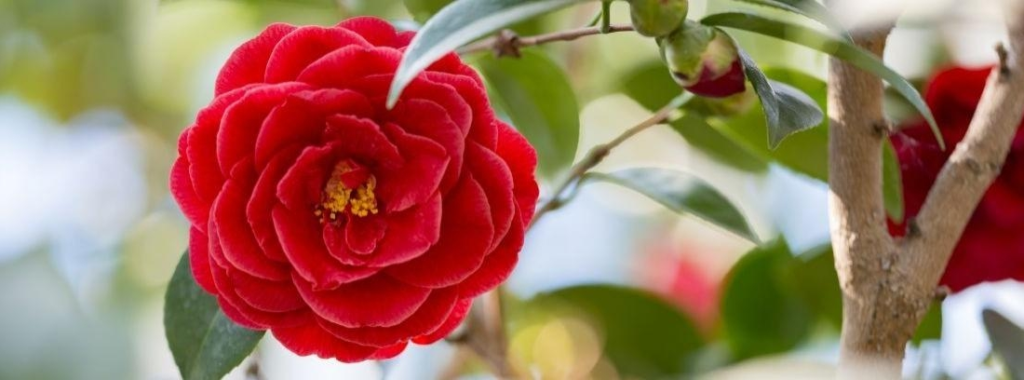 decorar con camelias