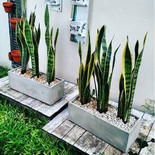 caracteristivas plantas de exterior