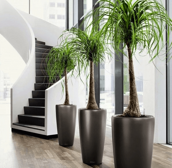 plants