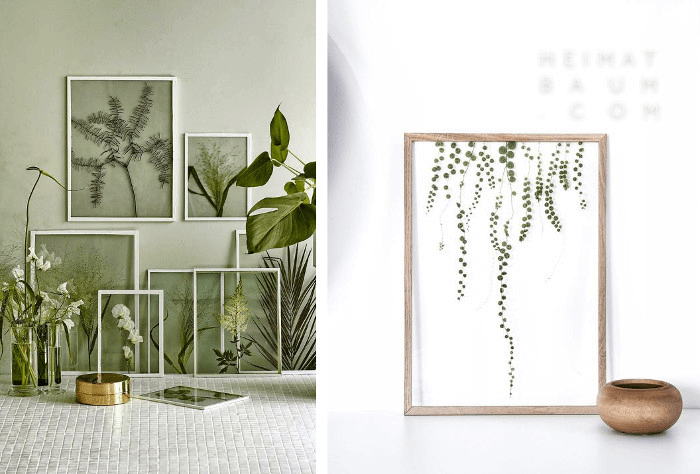 plantas enmarcadas