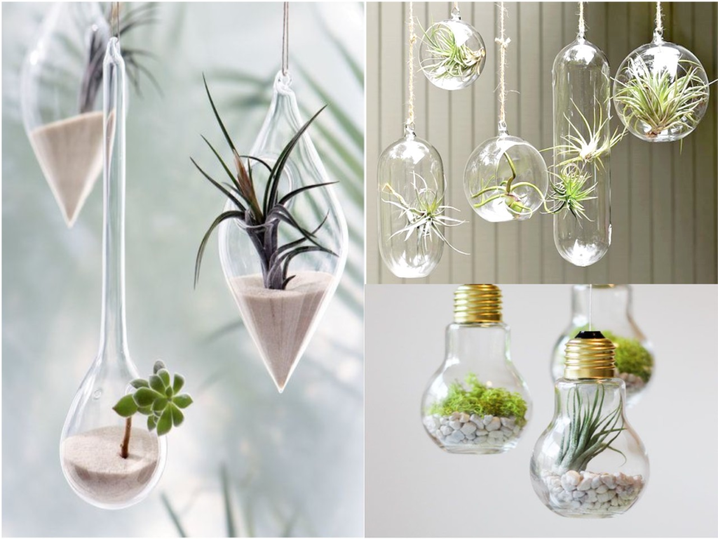 esferas con plantas