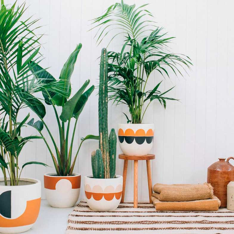 plantas de interiores