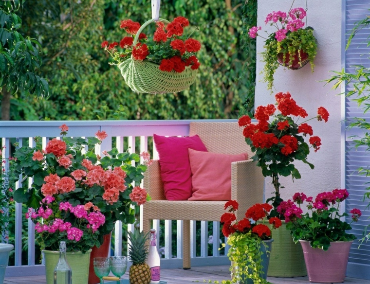 plantas florales