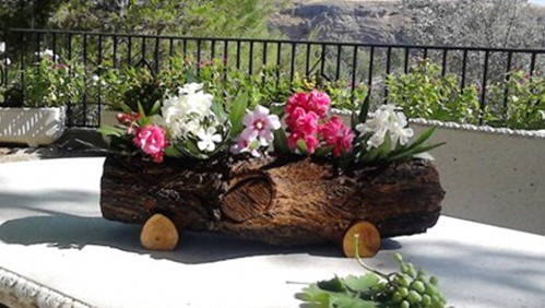 plantas florales
