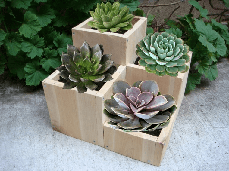 plantas ornamentales para decorar