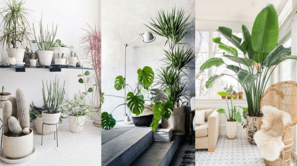 decorar con plantas ornamentales