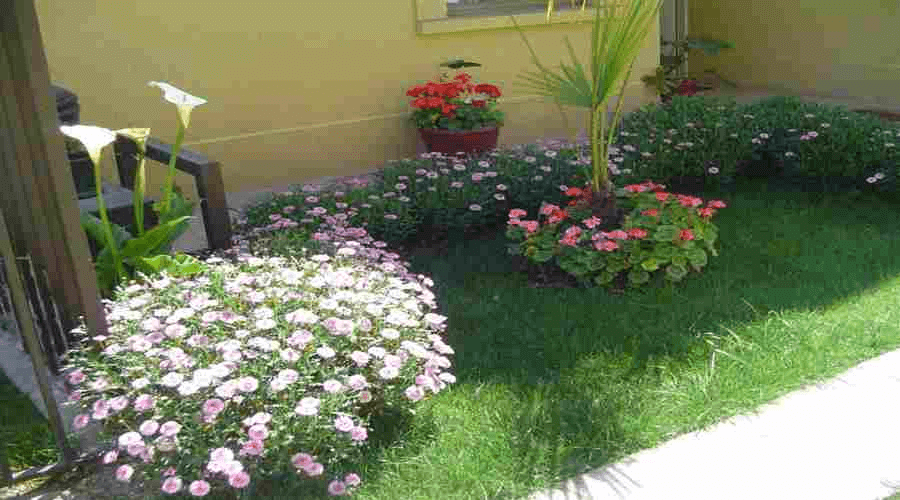 imagenes plantas ornamentales 3