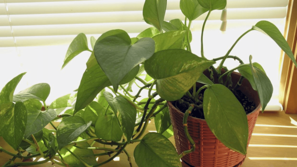 plantas de interior potos