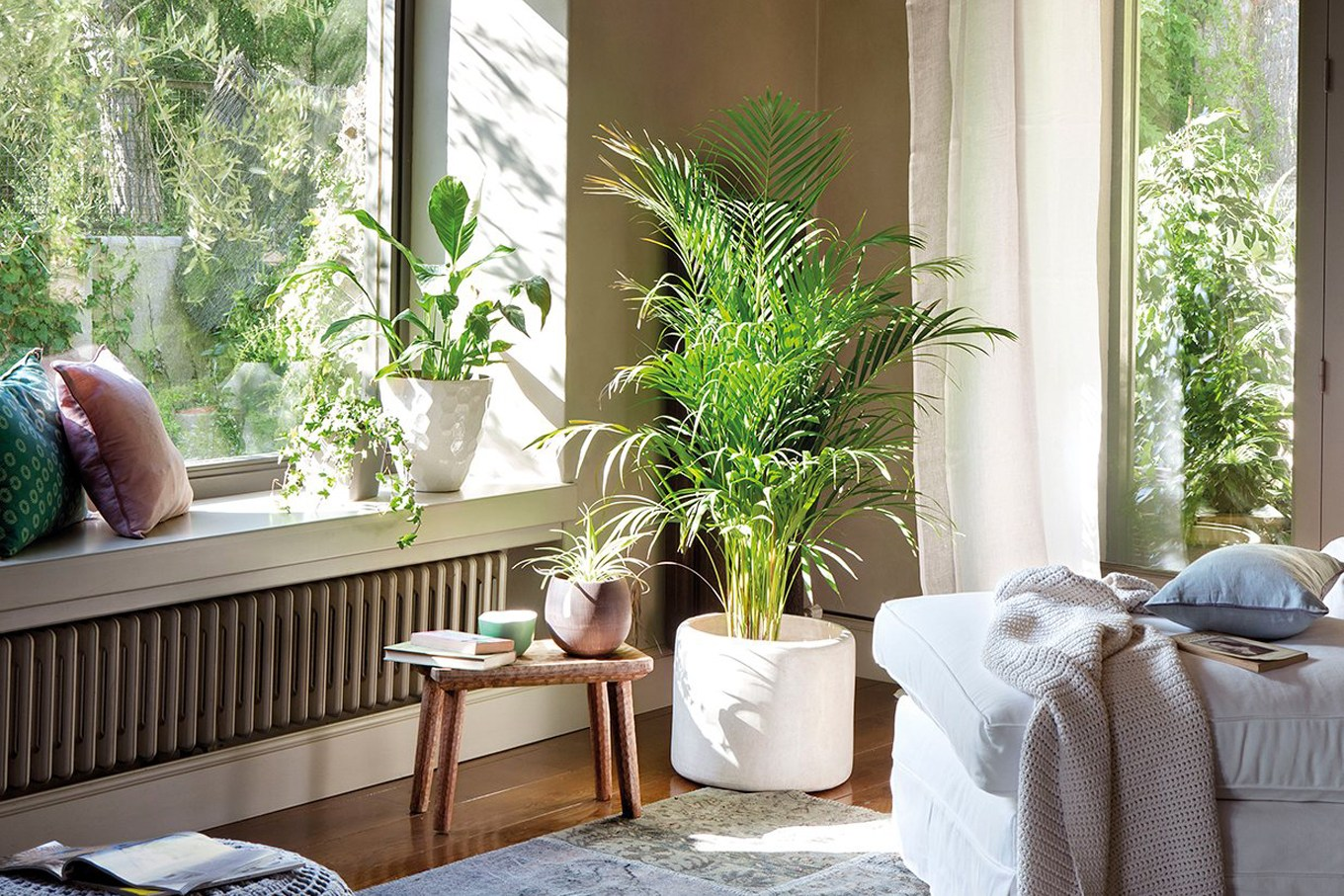 Plantas de interiores plantas de interiores