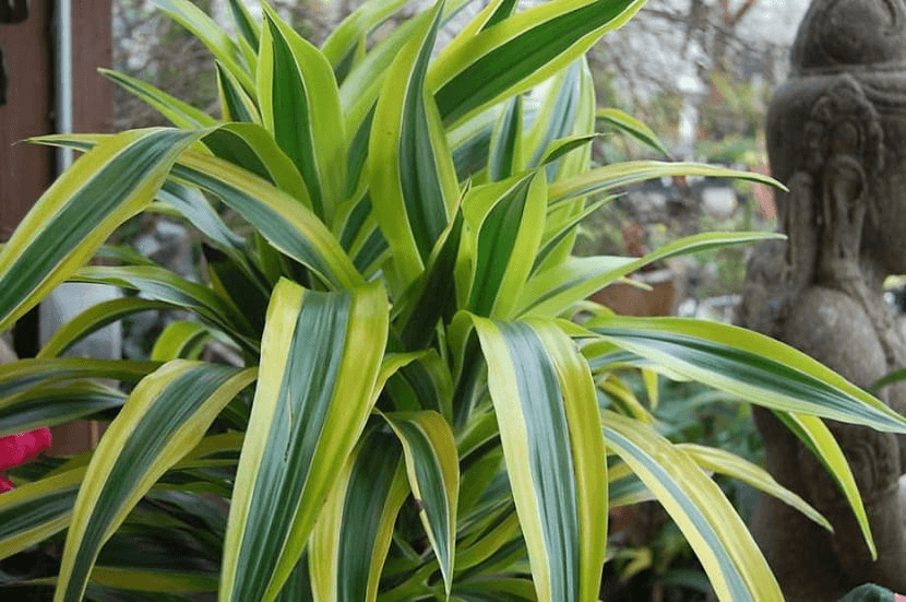 dracenas