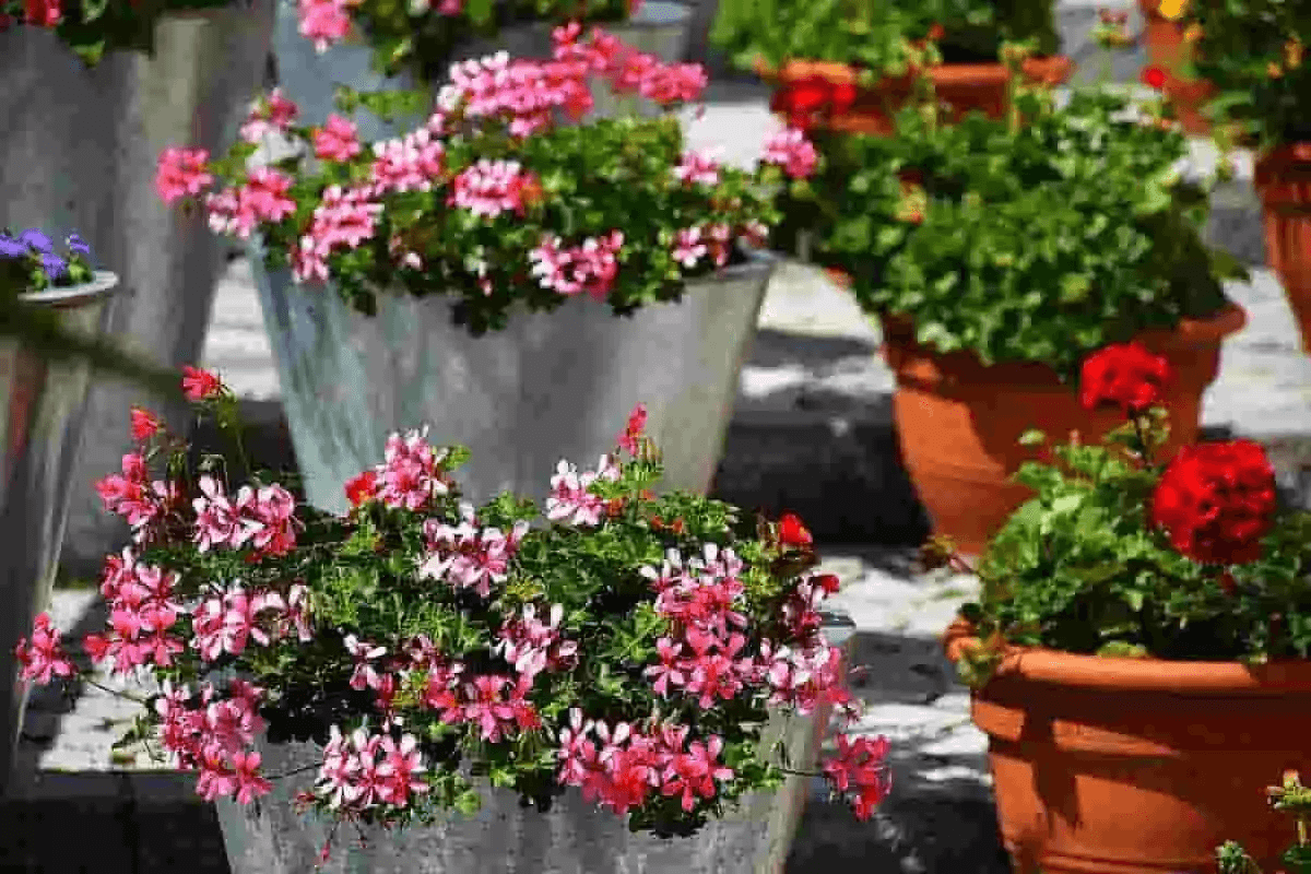 Plantas ornamentales plantas ornamentales