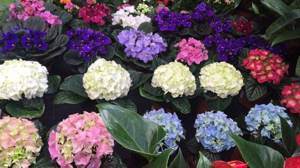 decorar conhortensias