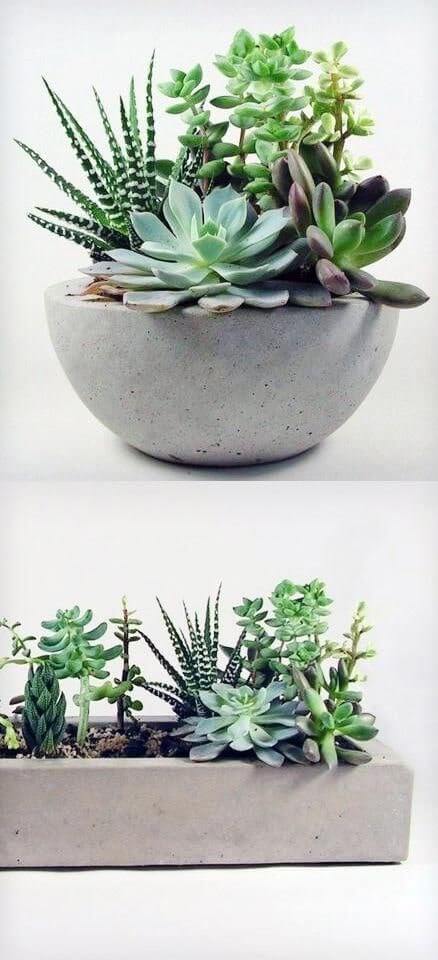 caracteristica de una planta suculenta