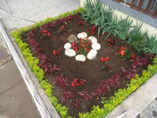 planta suculenta como cesped