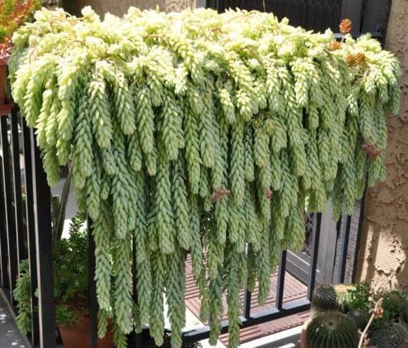 planta suculenta colgante