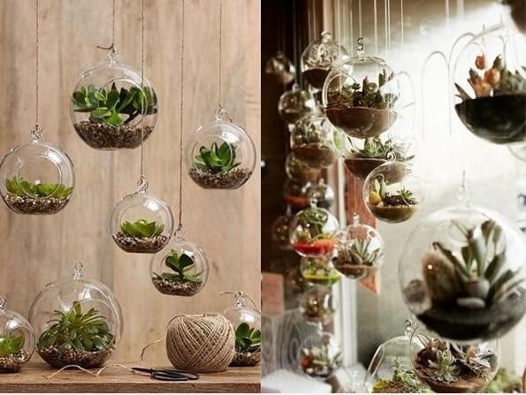 decora con planta suculenta