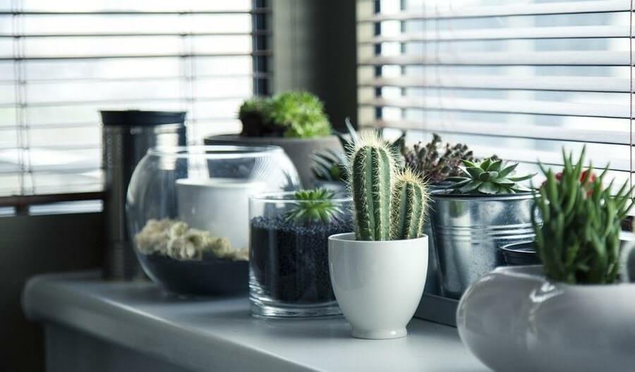 planta suculenta para el hogar