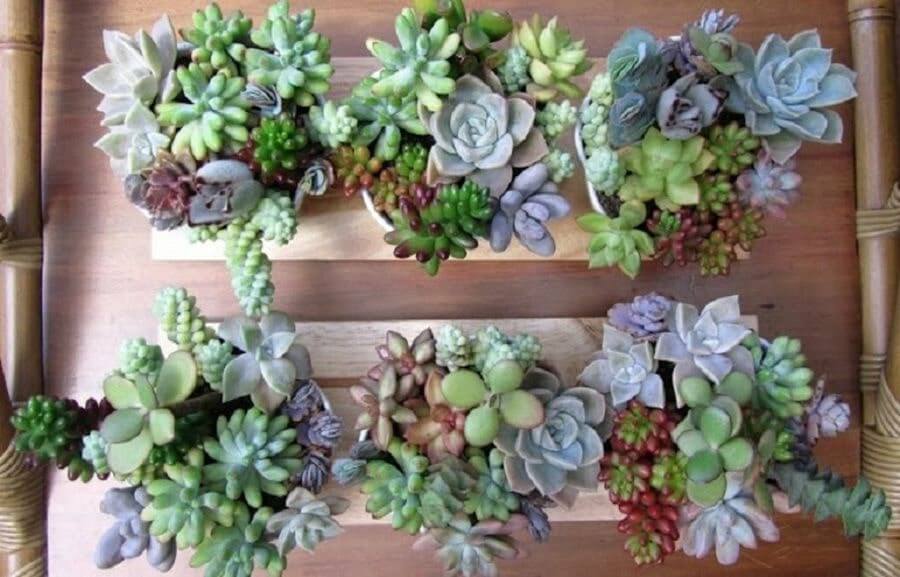 hermosa planta suculenta