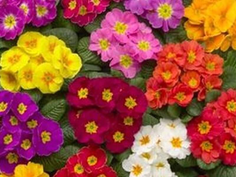 primula