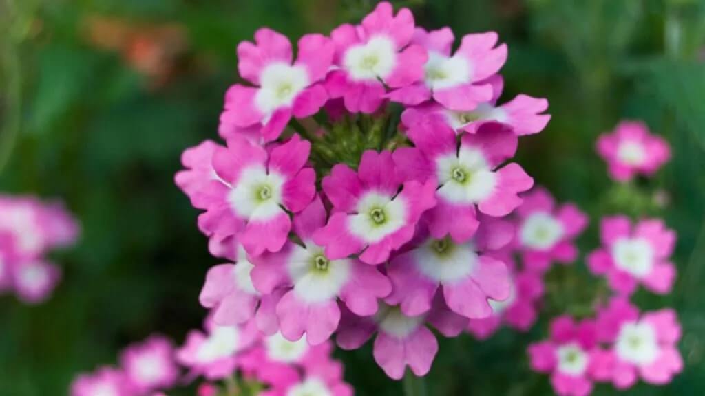 Verbena