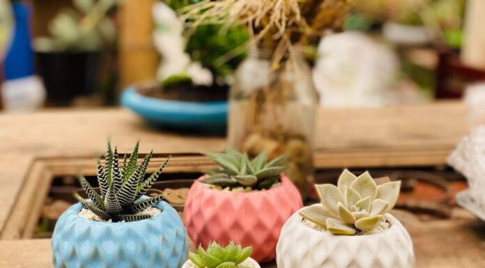 Materas y cómo decorar con ellas Todo sobre las materas